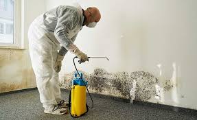 Best Industrial Mold Remediation  in Clayton, CA