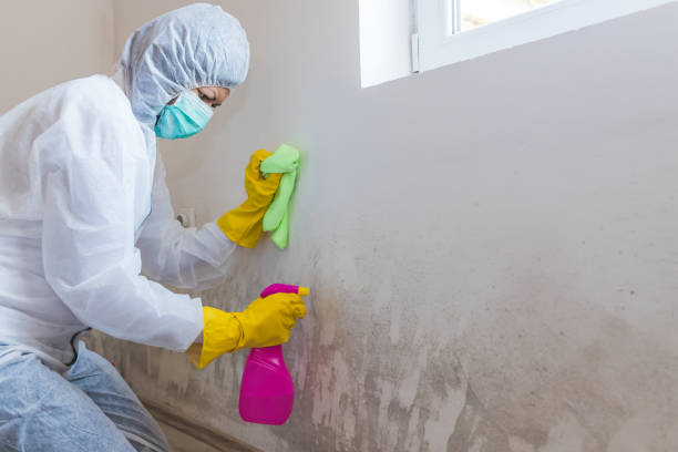 Best Basement Mold Removal  in Clayton, CA